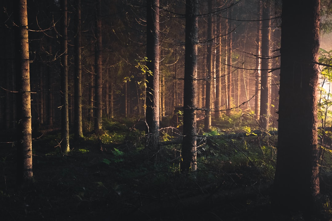 Forest photo spot Kuopio Finland