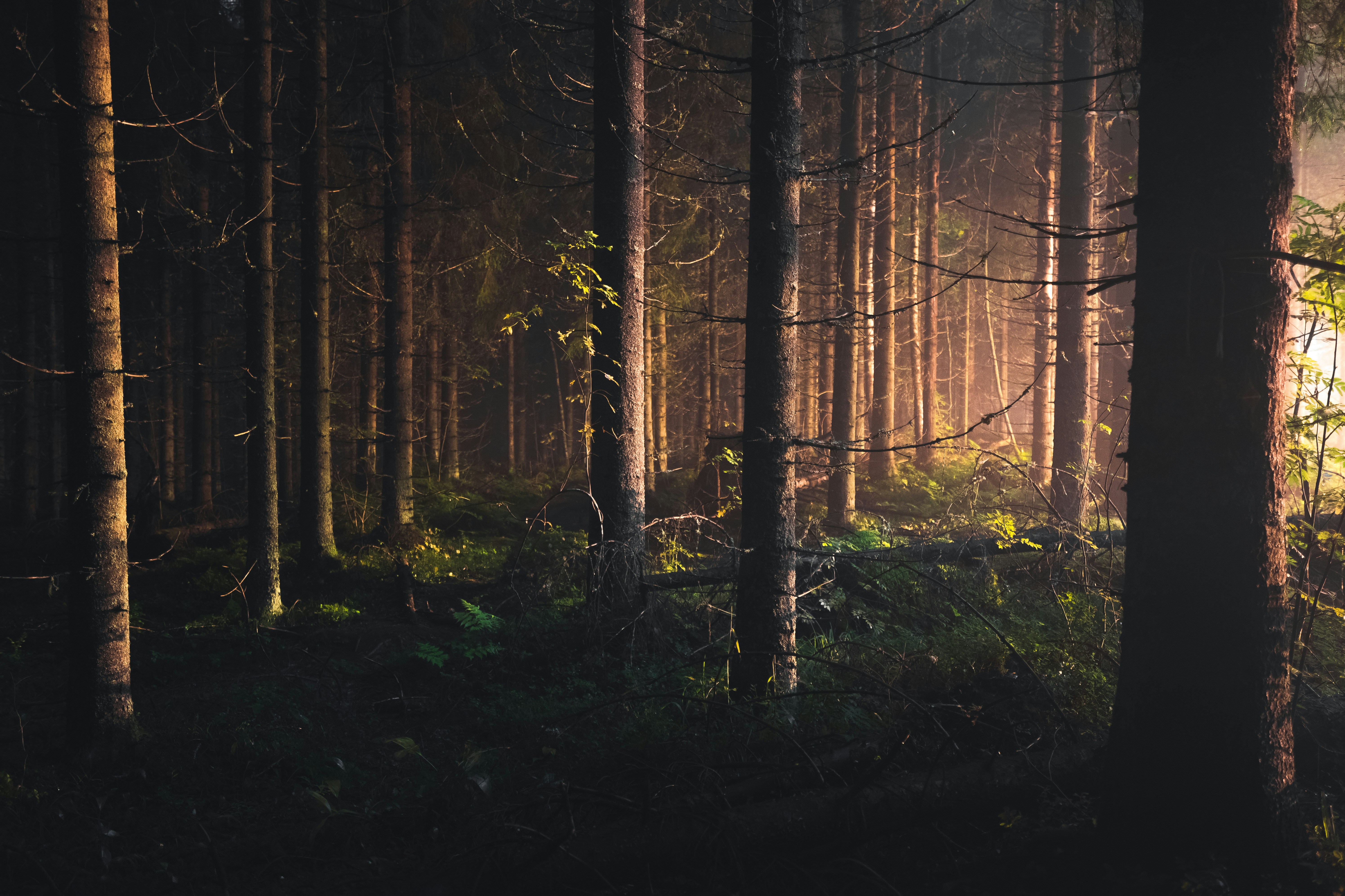 A man riding a bike through a forest at night photo – Free