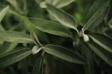 green leaf plant