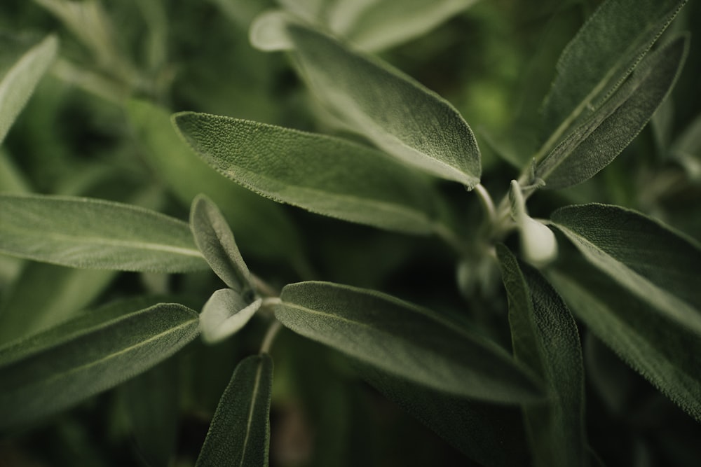 green leaf plant