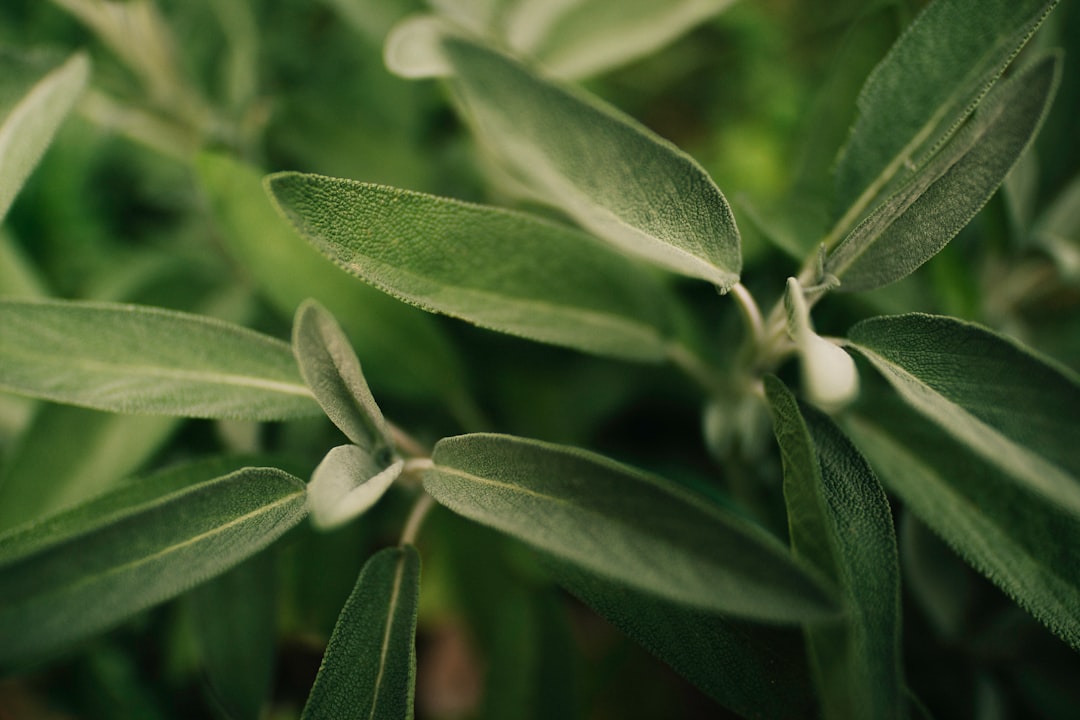 green leaf plant