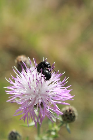 A black ant is perched on a delicate purple thistle flower. The flower's petals are long and thin, radiating outward from the center. The background is blurred with shades of green and brown, suggesting a natural environment.