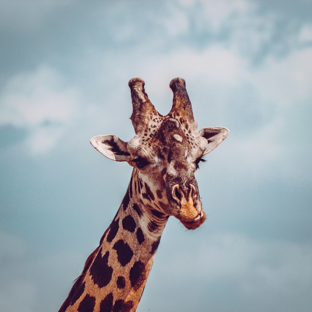 fotografia de close up de girafa