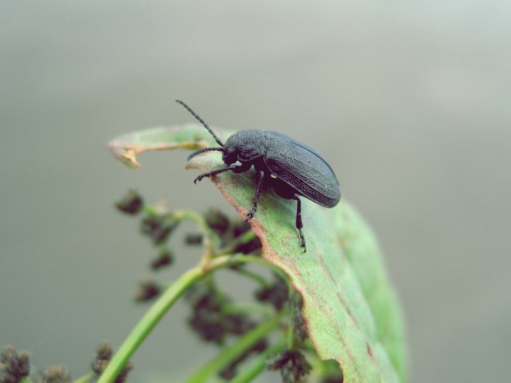 black beetle