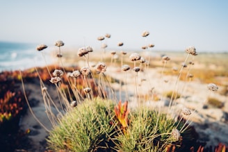 a bunch of plants that are by the water
