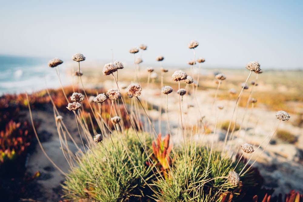 a bunch of plants that are by the water