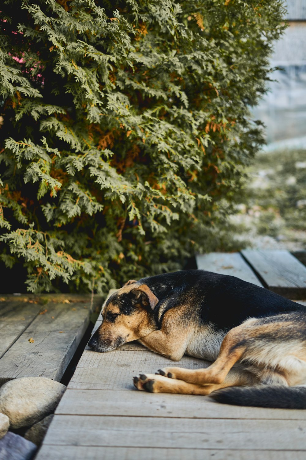 dog lying down on wooden board