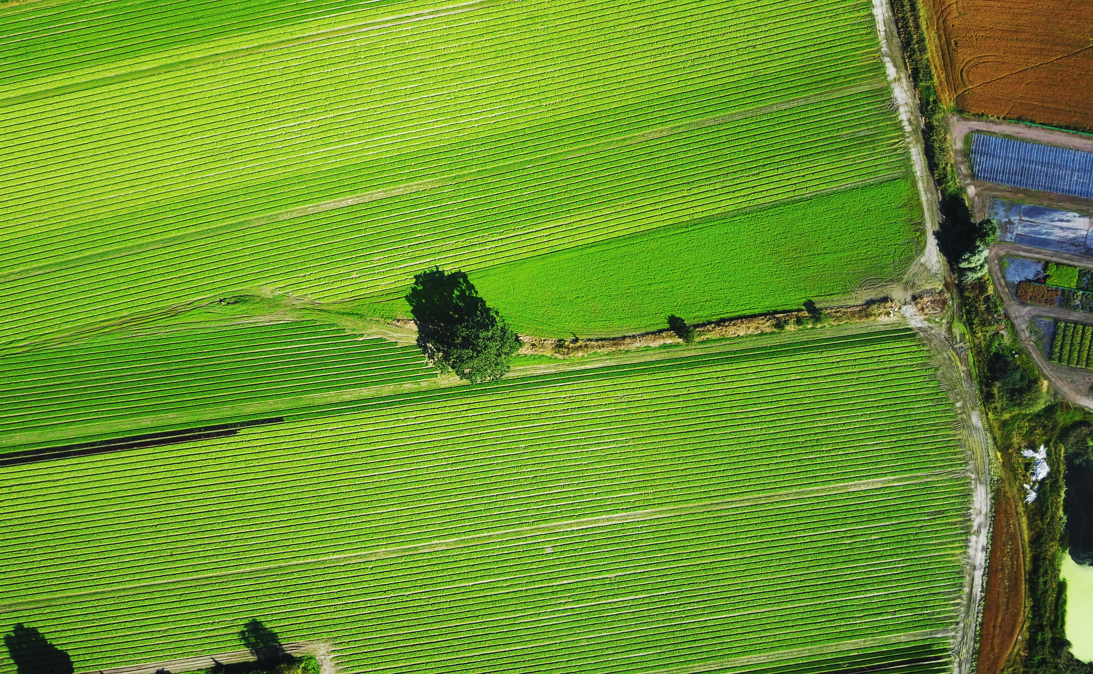 bird eye view of grass field