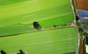 bird eye view of grass field