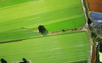 bird eye view of grass field