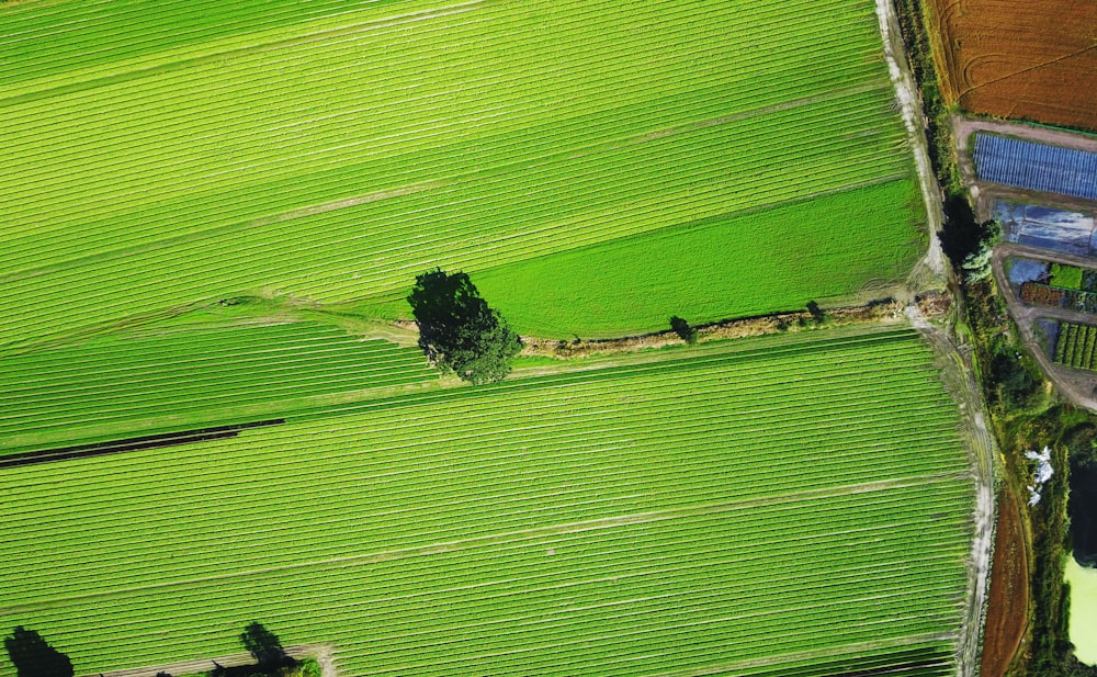 bird eye view of grass field