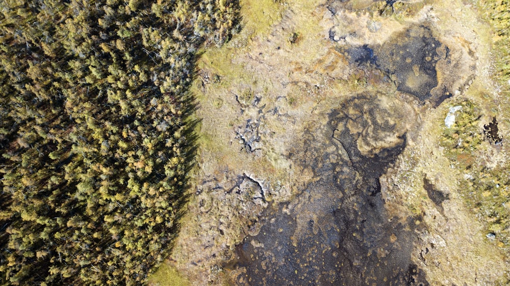 floresta em fotografia aérea