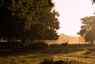 dogAdvisor | dog Advisor | dogadvisor.dog | dog Advisor