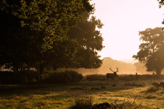 deer near tree at daytime in Richmond Park United Kingdom