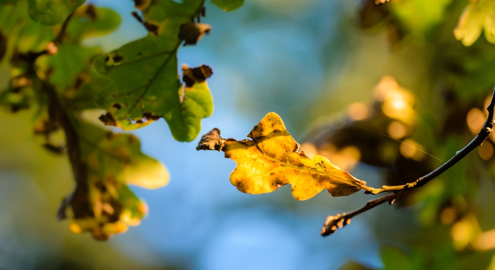 dried leafs