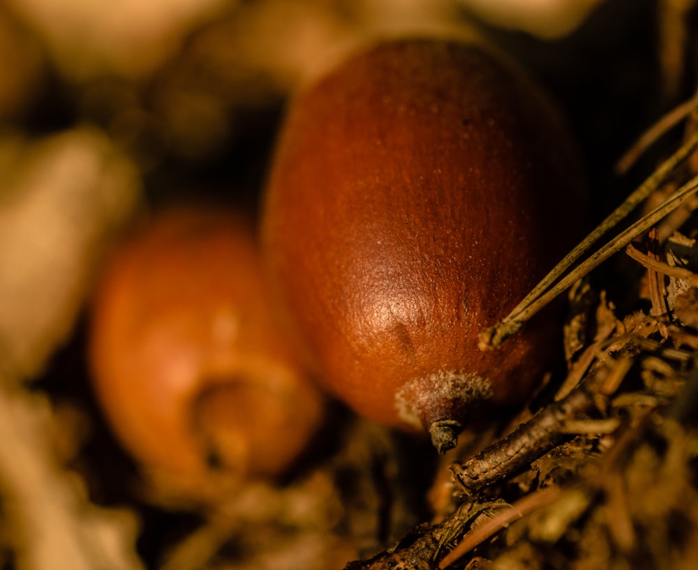 focus photography of nut