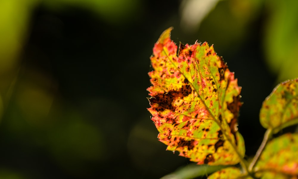 close view of ovate leaf