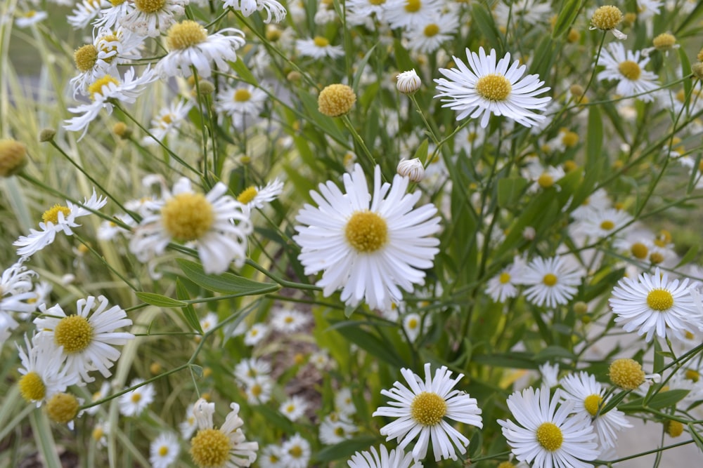 flores brancas de aster durante o dia