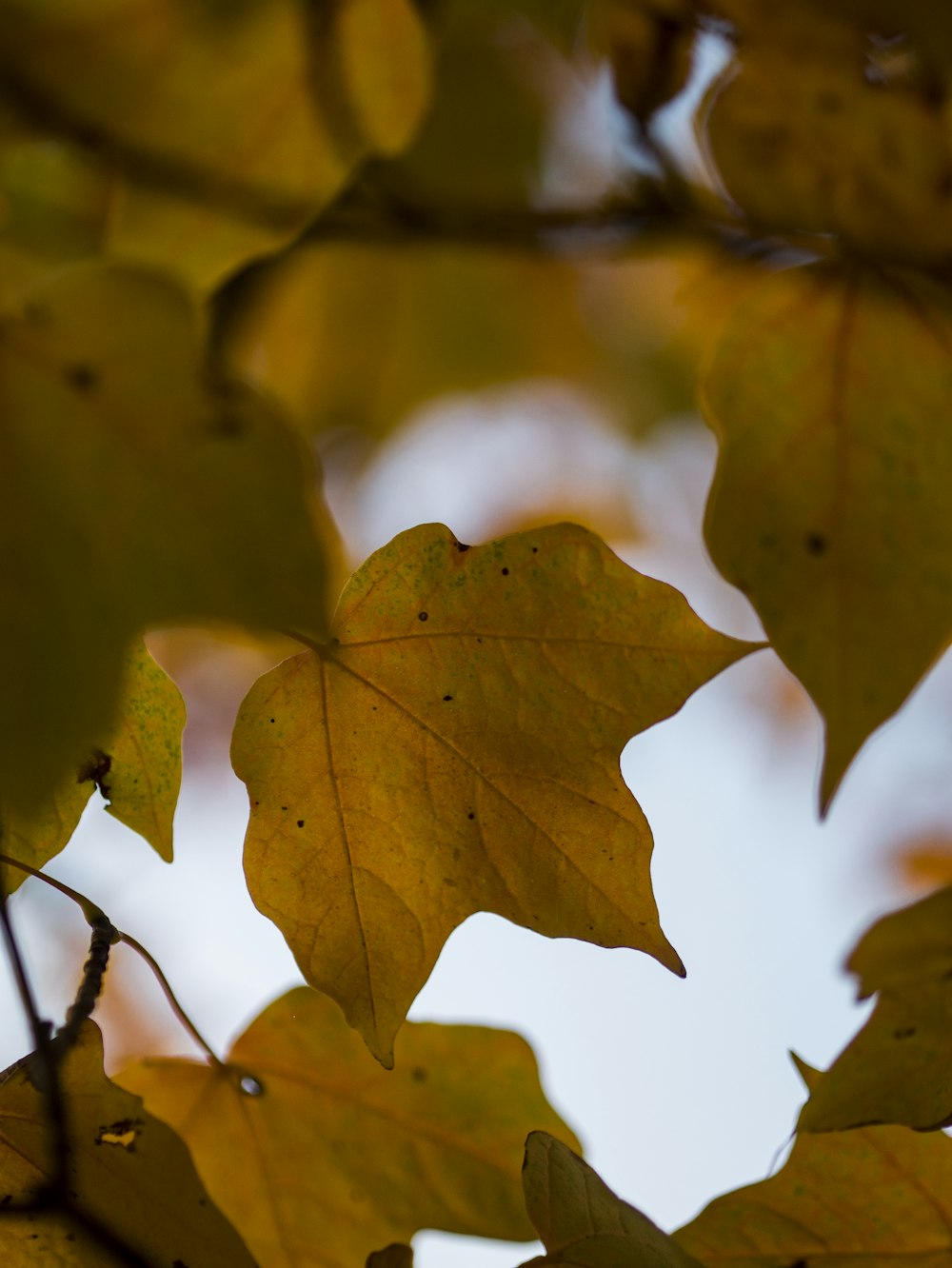 selective focus photography of leaf