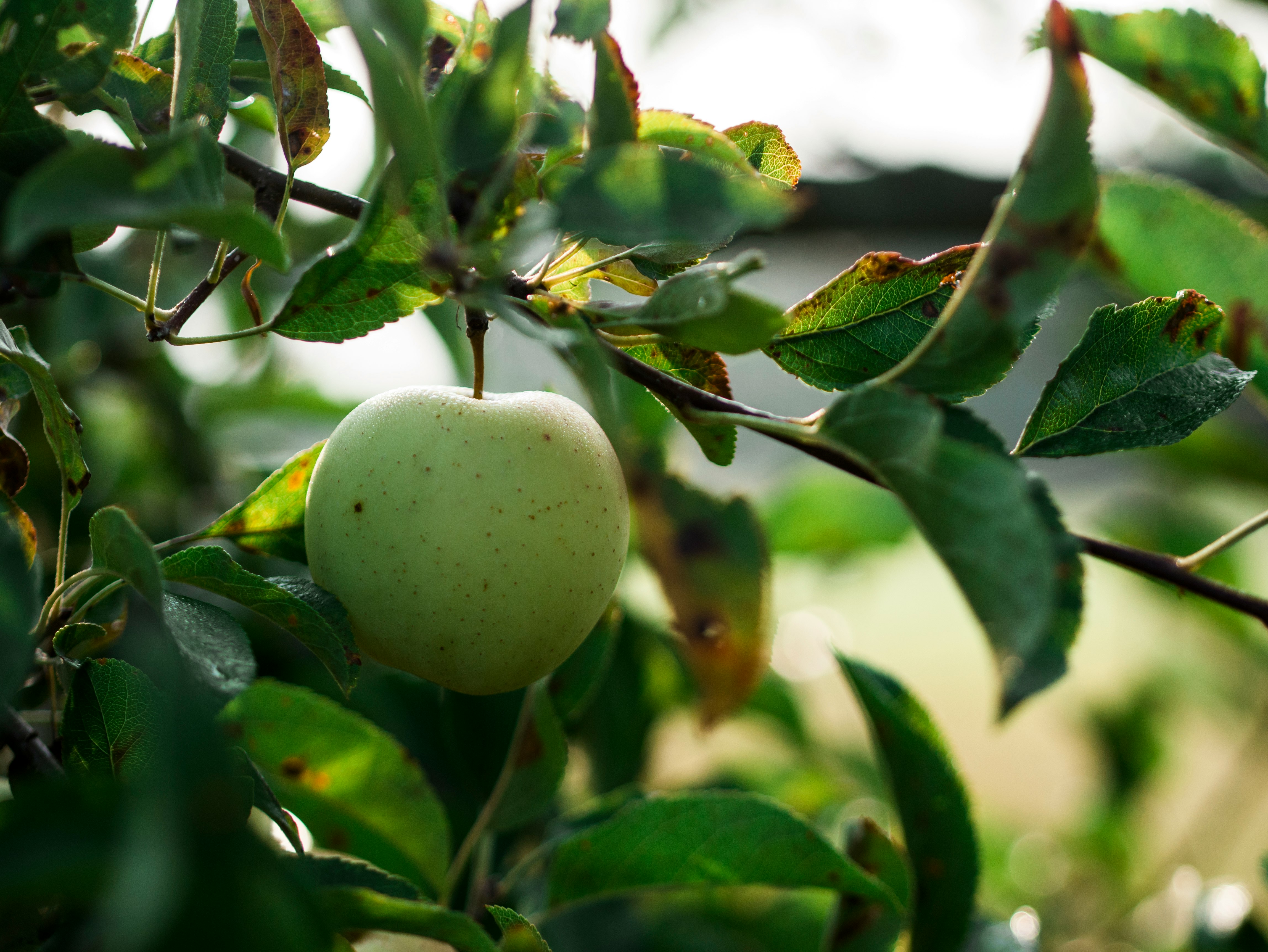 green apple fruit