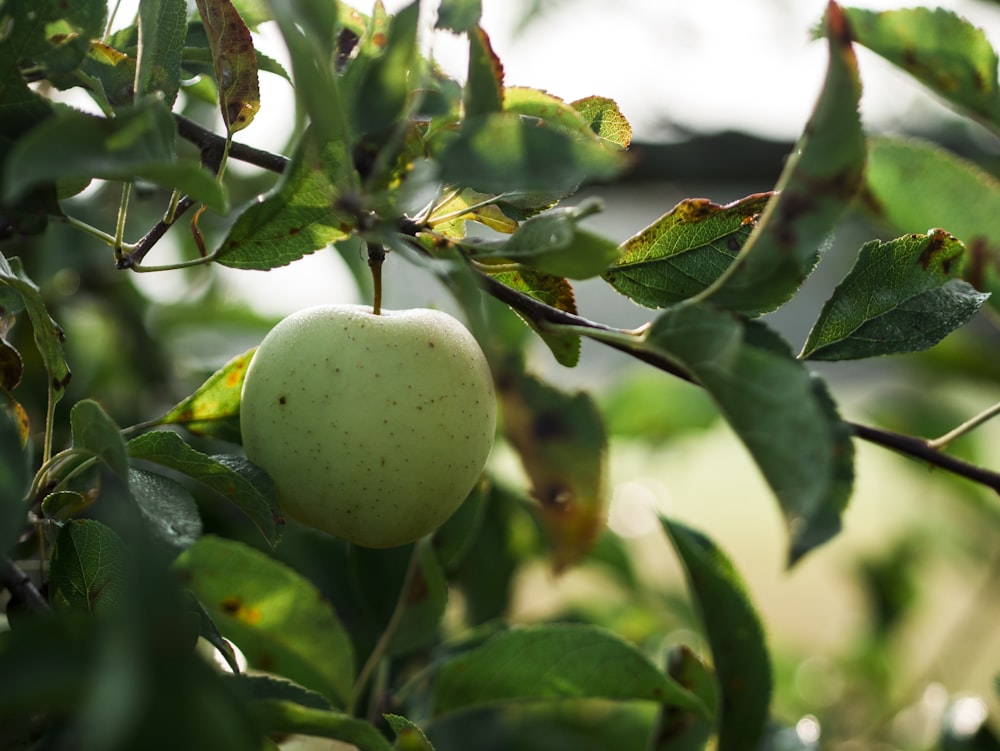 green apple fruit