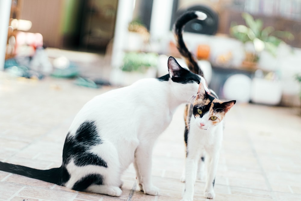 two cats on brown pavement selective focus photo