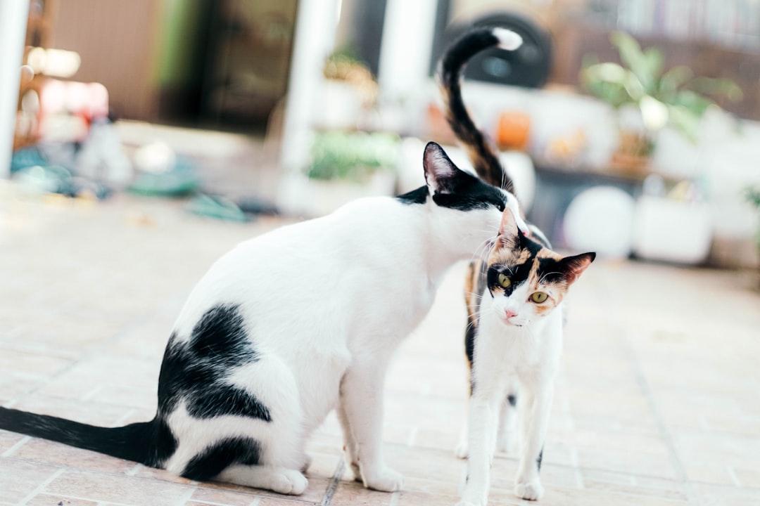 Wie kann ich verhindern, dass meine nicht kastrierte Katze brütet?