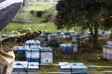 A beekeeper's gloved hand is extended, surrounded by small particles that appear to be pollen or dust. In the background, multiple beehives are visible, set in a grassy area with trees.