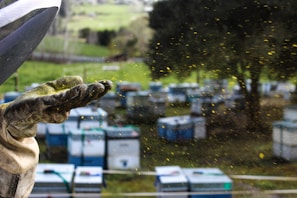A beekeeper's gloved hand is extended, surrounded by small particles that appear to be pollen or dust. In the background, multiple beehives are visible, set in a grassy area with trees.