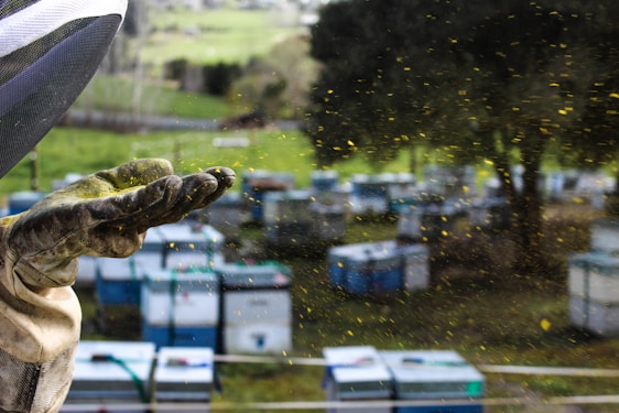 Close-up of a beekeeper gently placing protein cakes inside a vibrant, thriving beehive surrounded by blooming flowers.