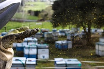A beekeeper's gloved hand is extended, surrounded by small particles that appear to be pollen or dust. In the background, multiple beehives are visible, set in a grassy area with trees.