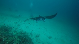 Underwater robotic manta ray gliding over a vibrant Brazilian freshwater ecosystem with sensors and cameras visible.