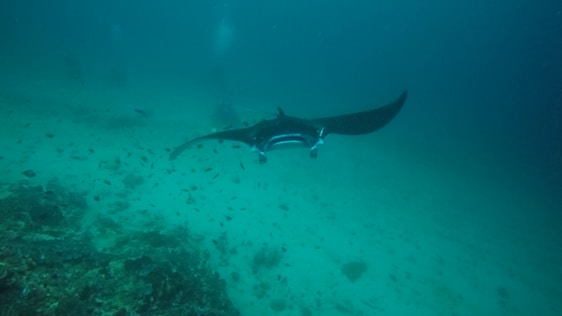 Underwater robotic manta ray gliding over a vibrant Brazilian freshwater ecosystem with sensors and cameras visible.