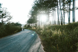 Motorcycle winding through lush jungle trail with sunlight filtering through trees.