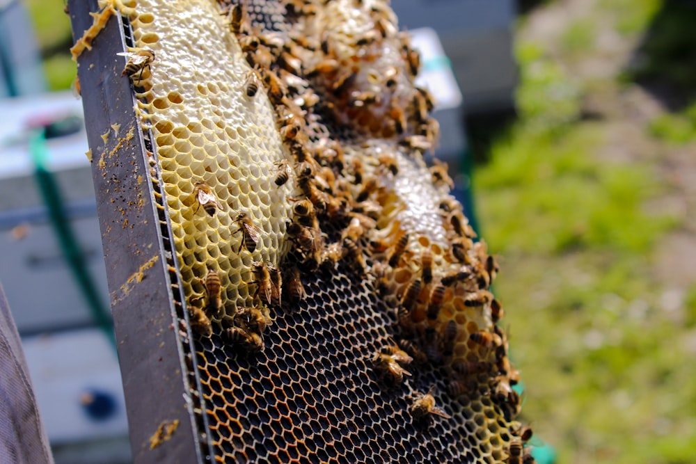 Foto macro abejas en colmena de abejas