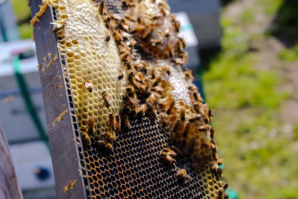 macro photo bees on bee hive