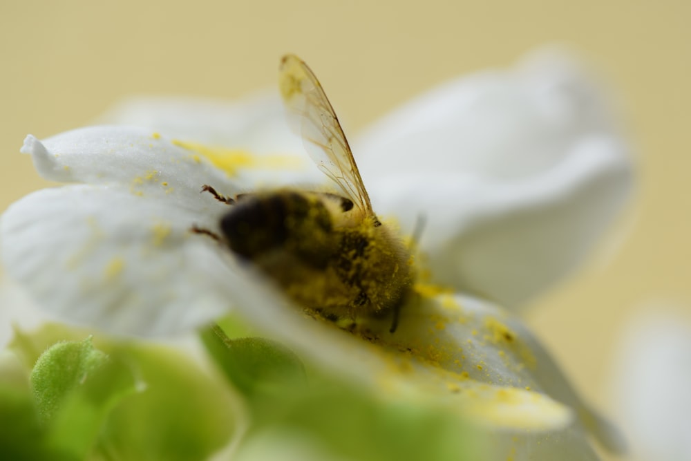 brown insect in shallow focus