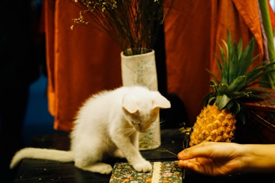 A white kitten playfully interacts with a hand that is holding a strip of fabric or string. Nearby, a pineapple and a vase with dried flowers are placed on a table. The background features a warm-colored cloth draped over a surface, creating a cozy and homely atmosphere.