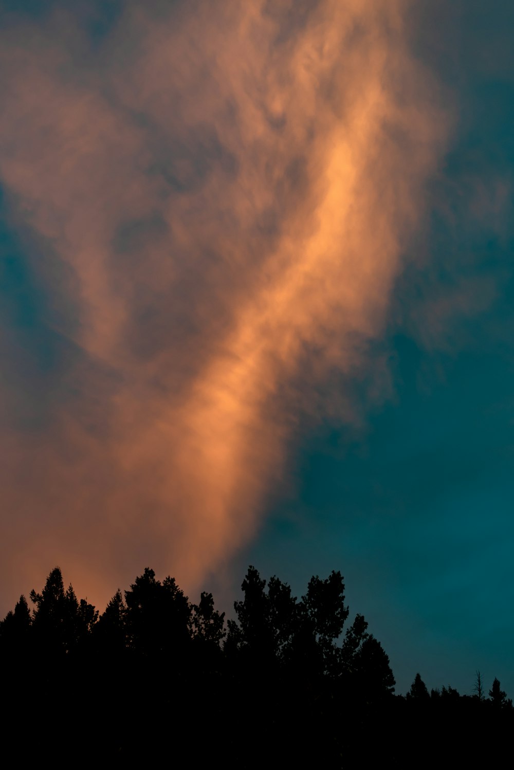 Baumsilhouette unter orangefarbenen Wolken