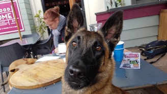 A dog with alert expression and pointy ears is the focal point in an outdoor café setting. Behind the dog, there is a person seated at a table, engaged with a cup and possibly reading material. The café environment includes tables, chairs, and a wood-paneled wall with posters.