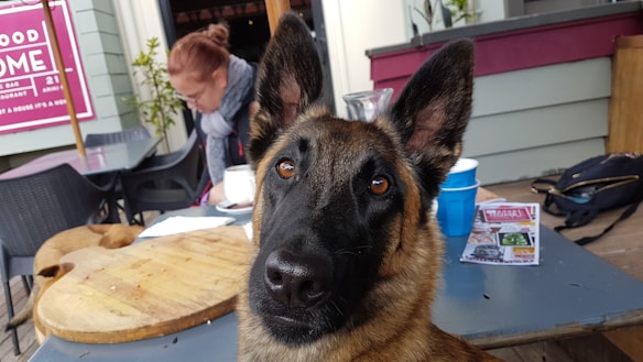 A dog with alert expression and pointy ears is the focal point in an outdoor café setting. Behind the dog, there is a person seated at a table, engaged with a cup and possibly reading material. The café environment includes tables, chairs, and a wood-paneled wall with posters.