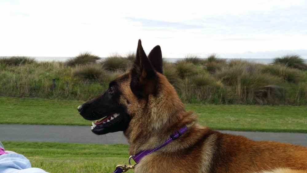 adult Belgian malinois