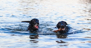 two black dogs swimming