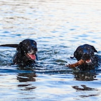 two black dogs swimming