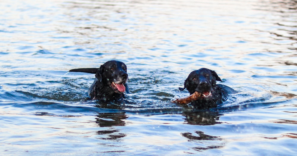 two black dogs swimming
