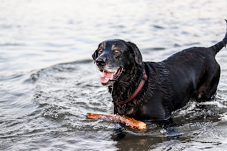 A black Labrador retriever is standing in shallow water, holding a stick in its mouth. The dog appears to be wet, suggesting it has been playing in the water. Its tail is wagging, and there is a look of joy on its face. The water reflects light, creating a serene backdrop.