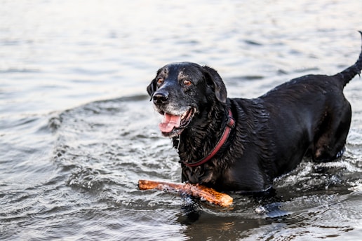 A black Labrador retriever is standing in shallow water, holding a stick in its mouth. The dog appears to be wet, suggesting it has been playing in the water. Its tail is wagging, and there is a look of joy on its face. The water reflects light, creating a serene backdrop.