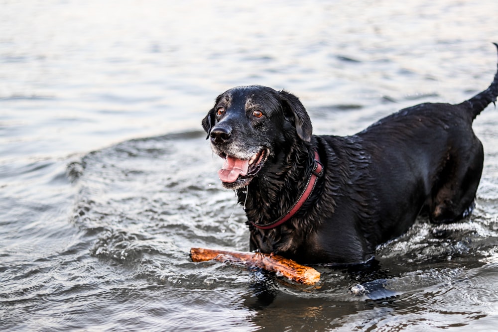 Cachorro preto molhado brincando com vara