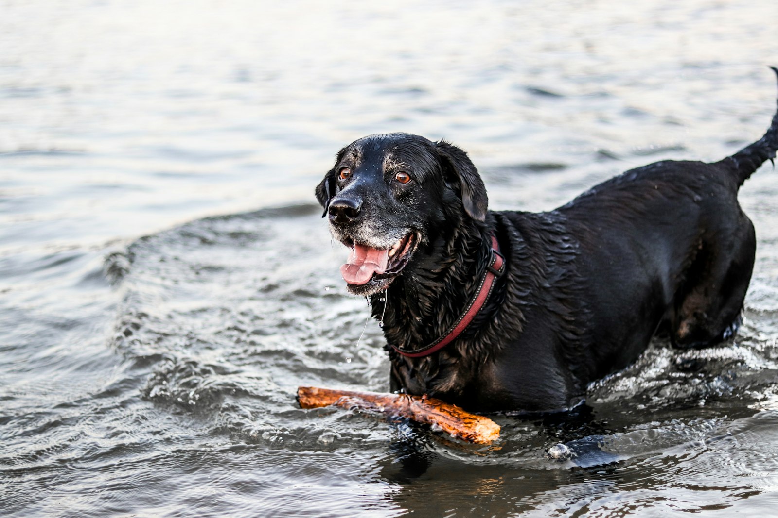 Canon EOS 800D (EOS Rebel T7i / EOS Kiss X9i) + Canon EF 50mm F1.8 STM sample photo. Wet black dog playing photography