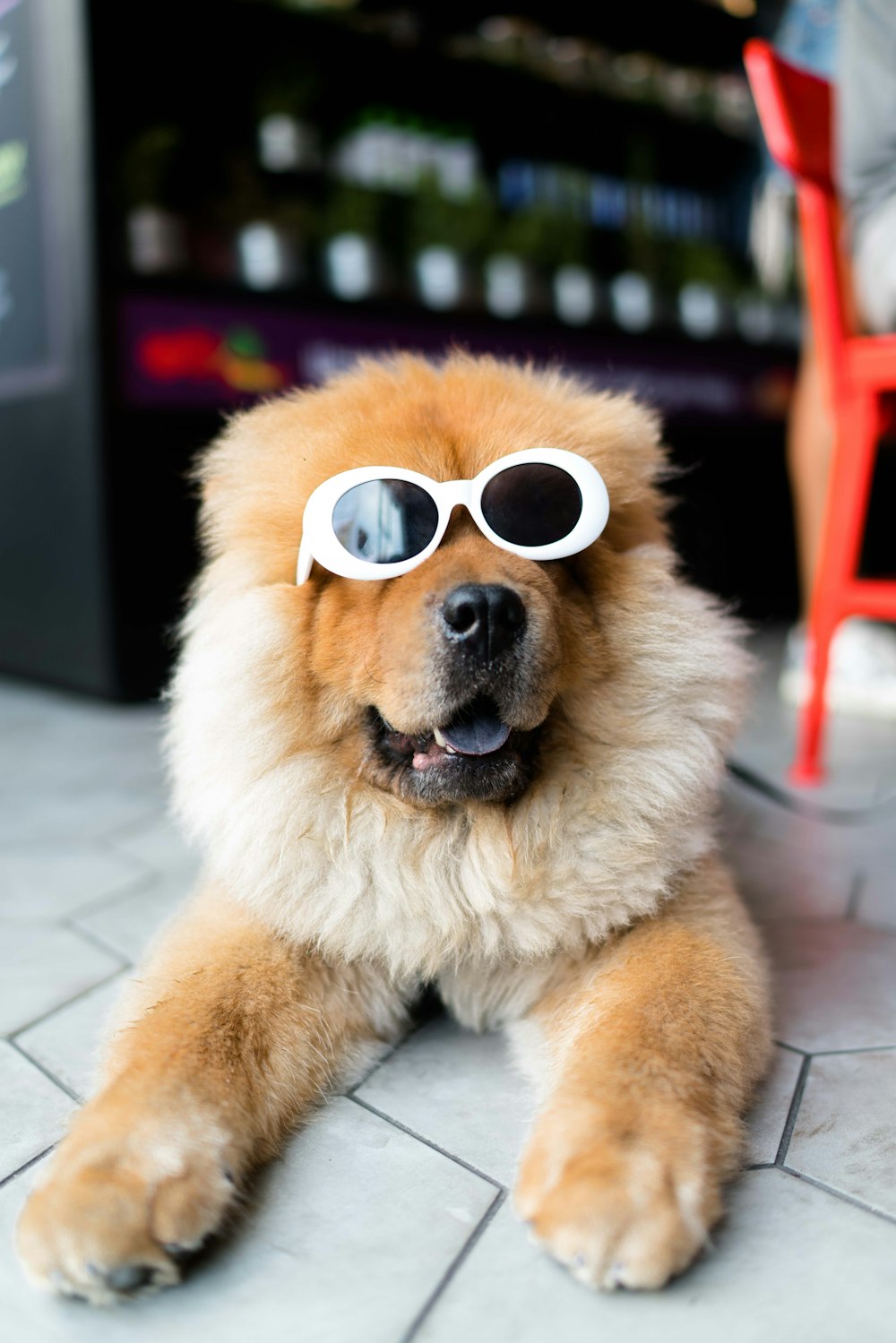 ロングコートの茶色の犬